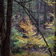 Illustration for article titled Fall Photos 2